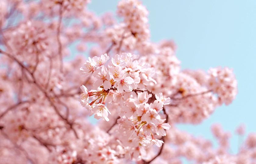 桜の咲いた風景のイメージ